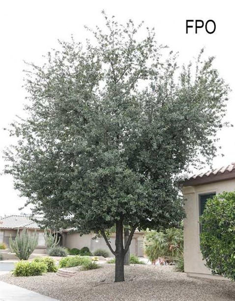 Live Oak Tree in Phoenix Area