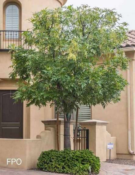 Shamel Ash Tree in Phoenix Area