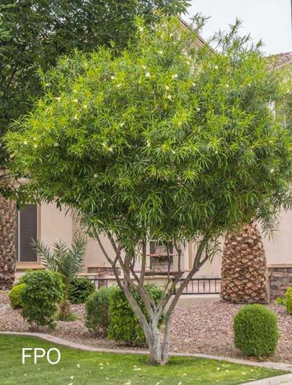 Thevetia Tree in Phoenix Area
