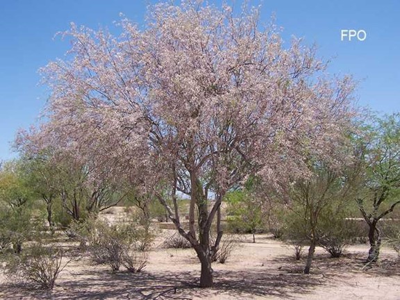 Ironwood Tree in Phoenix Area