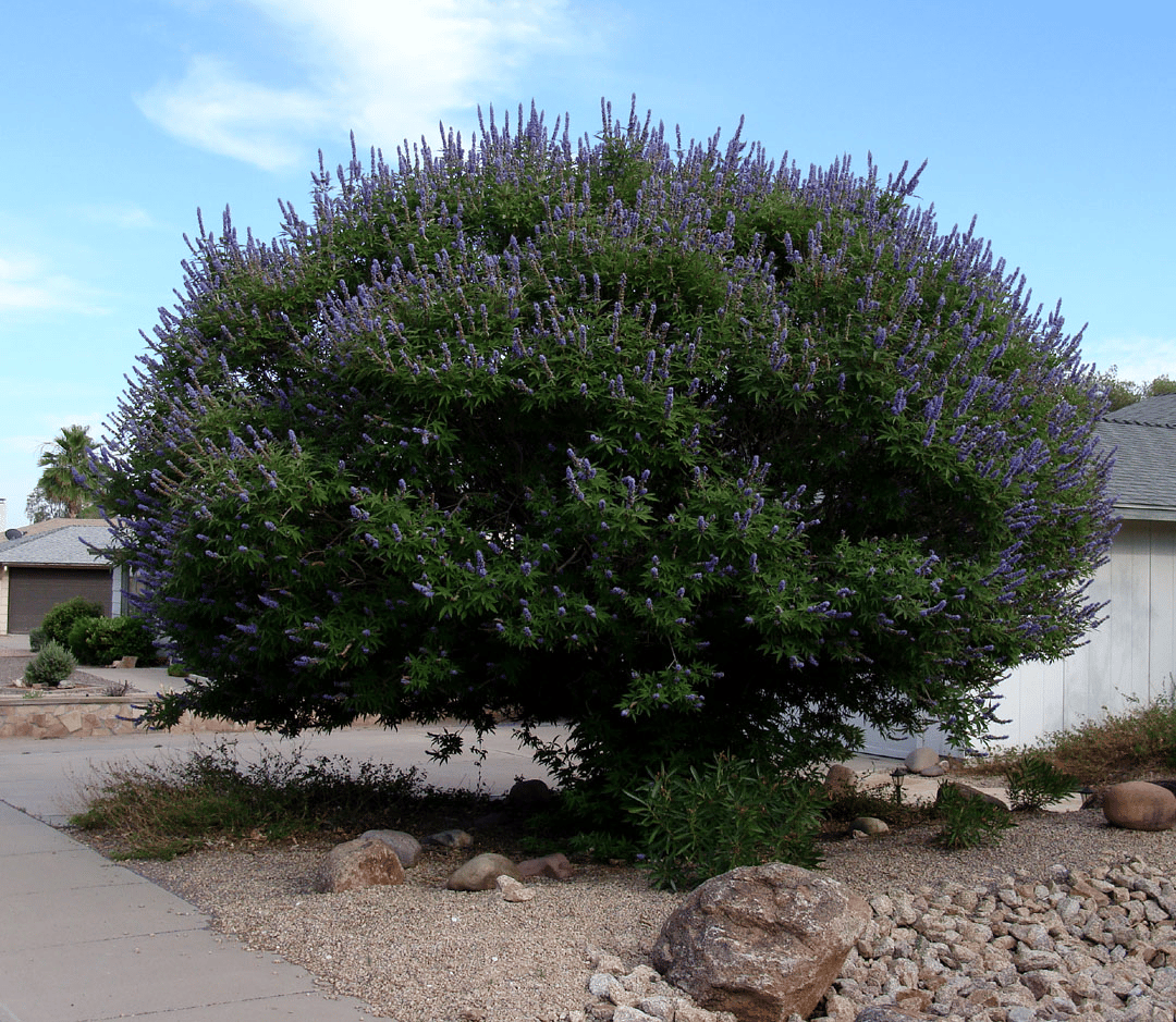 Chaste Tree (Vitex agnus-castus) in Phoenix