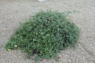 1 ft tall, 3 ft diameter- 30 minutes $95 to remove