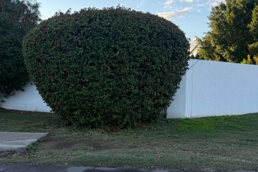 10 ft tall - 3 hours $595 to cut down to ground