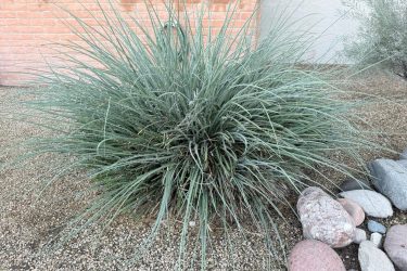 2 ft tall, 3 ft diameter- 30 minutes $95 to remove