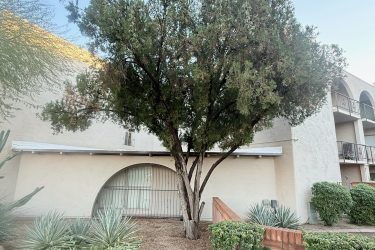 20 ft, 2 ft diameter- 5 hours $995 to cut down to ground