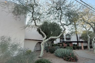 20 ft tall, 1 ft diameter- 3 hours $595 to cut down to ground