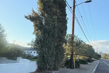 20 ft tall, 3 ft diameter- 4 hours $795 to cut down