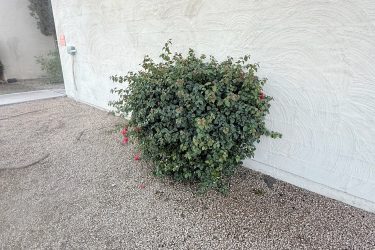 3 ft tall- 45 min $145 complete removal to stump