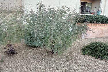 4 ft tall, 1 ft diameter- 45 min $150 for removal