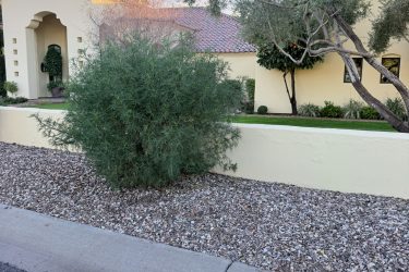 4 ft tall, 4 ft diameter- 1 hours $195 to cut down