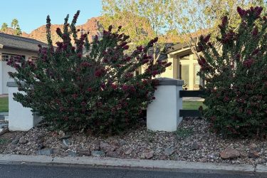 6 ft tall, 6 ft wide - 3 hours $595 to cut down to ground