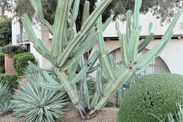 Thorny cactus 12 ft tall, 2 ft diameter- 3 hours $595 for removal (extra thorny)